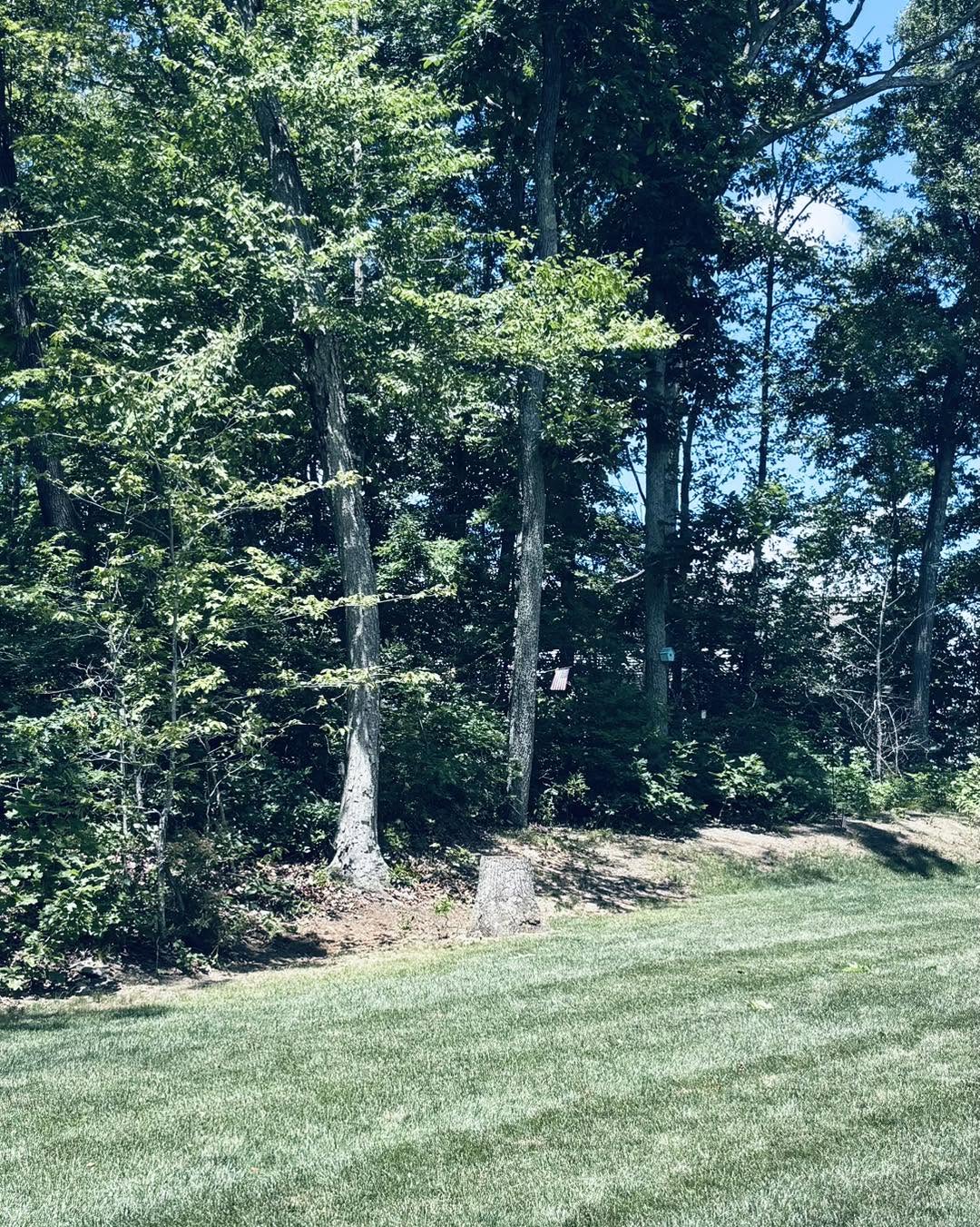 Wooded property line cleaned up with stumps ground below grade