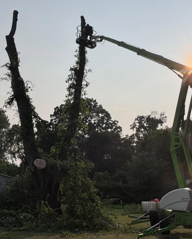Tree removal crew using a bucket lift to take down a large tree in Coventry, Connecticut