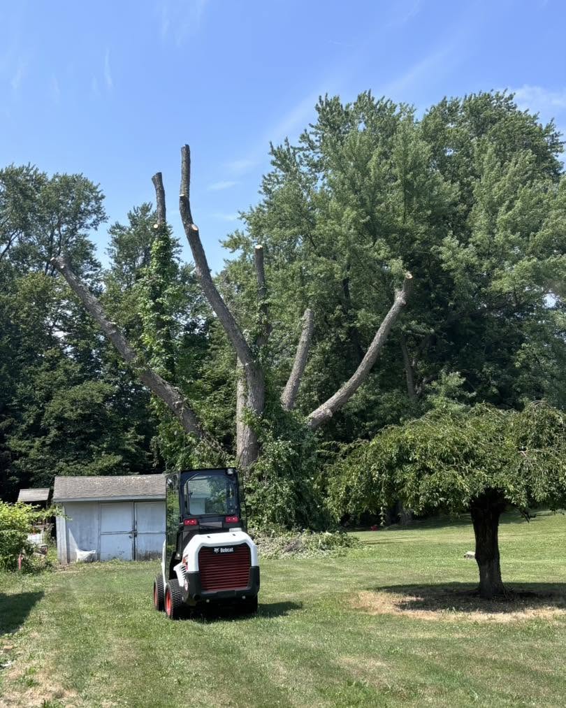 Skid steer and cleared tree limbs on a lawn after tree removal work